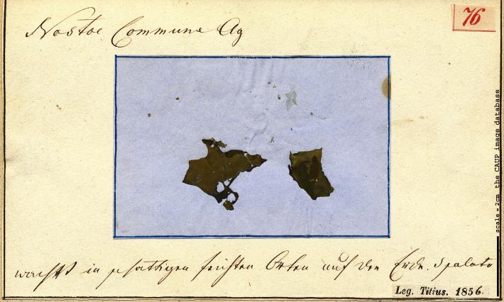 Nostoc commune.jpg